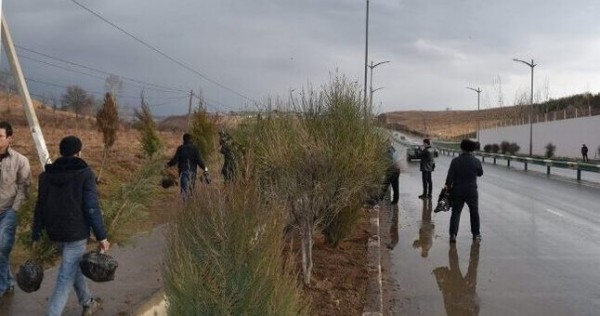 На международной трассе «Душанбе — Турсунзаде» проходит кампания по посадке деревьев