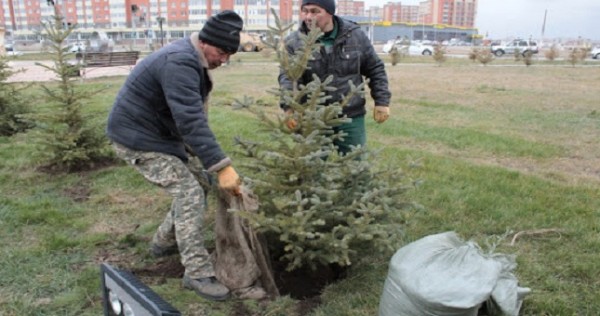 Во дворах жилых домов столицы посадили ёлки