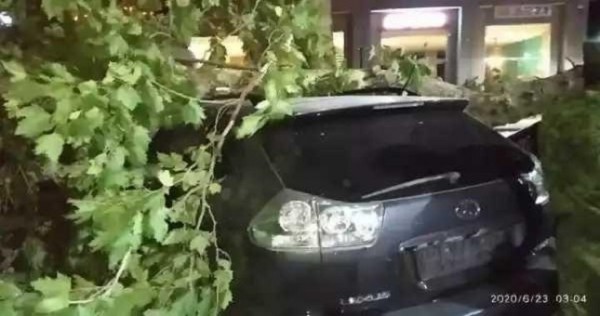 В Душанбе дерево обрушилось на автомобили