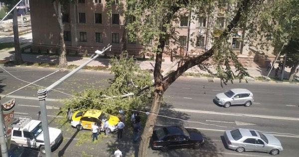 В Душанбе упавшее дерево чудом не привело к трагедии