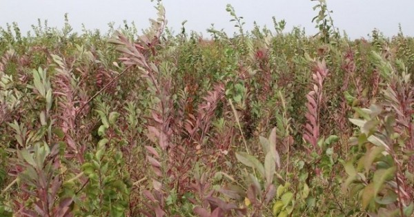 Таджикские селекционеры выводят новые сорта фруктовых деревьев