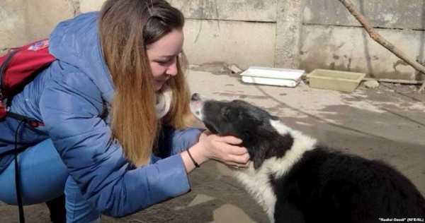 Они тоже хотят жить в Душанбе. Жители таджикской столицы встали на защиту бездомных собак