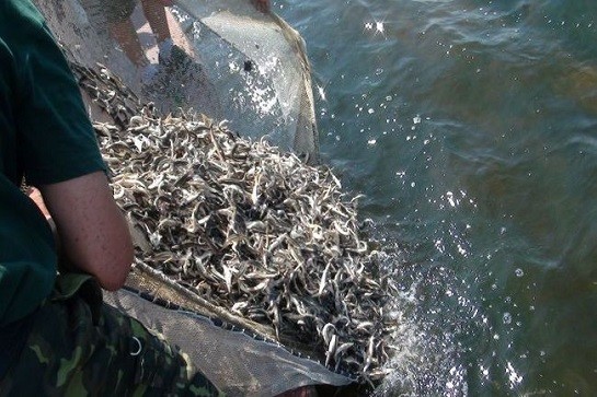 В Кайраккумское море выпустили 1 млн. мальков