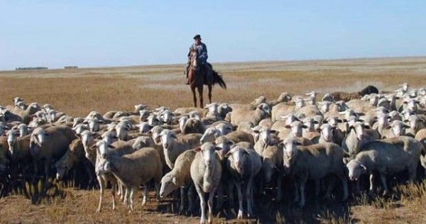 В Шахринаве пастух продал около 450 голов доверенного ему скота