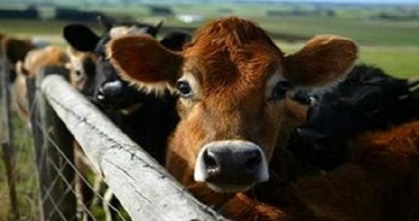 Двое жителей Рашта задержаны за скотокрадство. Мужчины украли 5 коров