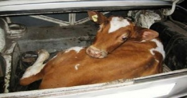 Житель Хуросона не досчитался четырех коров. Земляки угнали