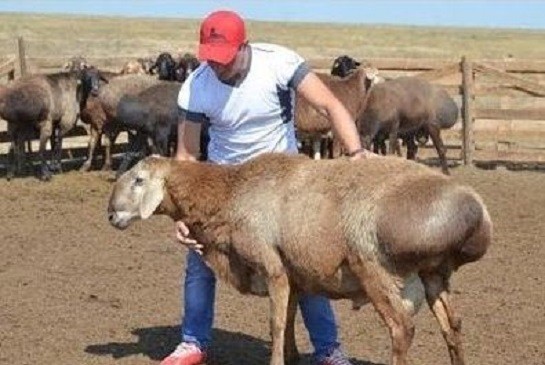 В Таджикистане насчитали более 8 млн. голов крупного и мелкого скота