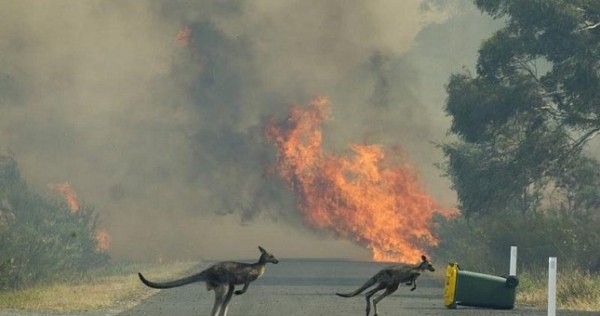 В Австралии ветеринары и спасатели начали поиск животных, пострадавших от пожаров