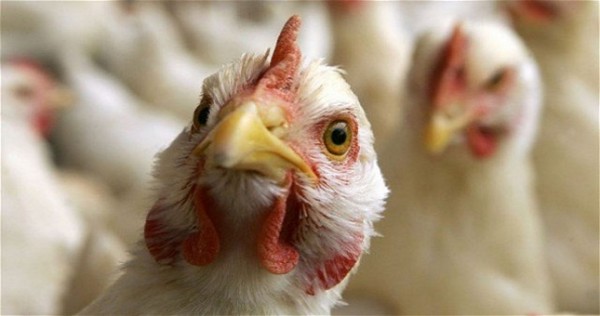 Птичий грипп. Кыргызстан ввел запрет на ввоз мяса птицы и яиц из Казахстана