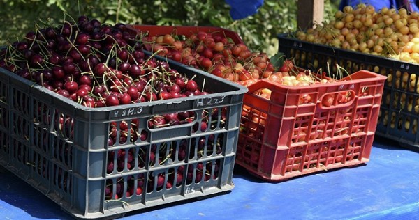 В каких аэропортах России будут пропускать таджикские овощи и фрукты