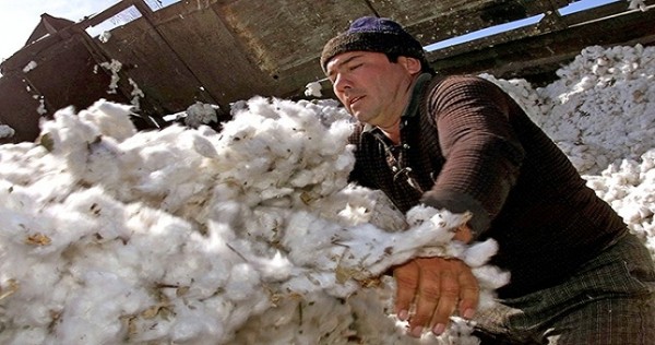 Cotton Campaign призывает Всемирный Банк приостановить кредитование Узбекистана