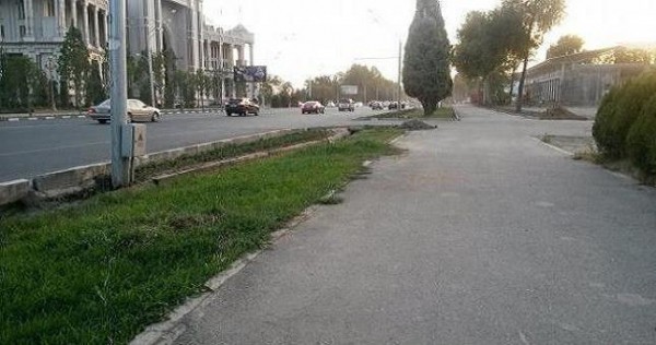 В Душанбе пилят высохшие каштаны ценой в $1,5 тыс. за штуку