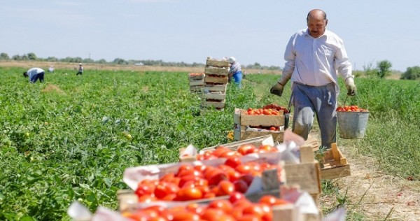 «Художница» съела все помидоры Таджикистана?